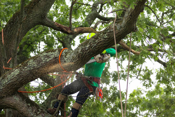 Best Fruit Tree Pruning  in Jasonville, IN