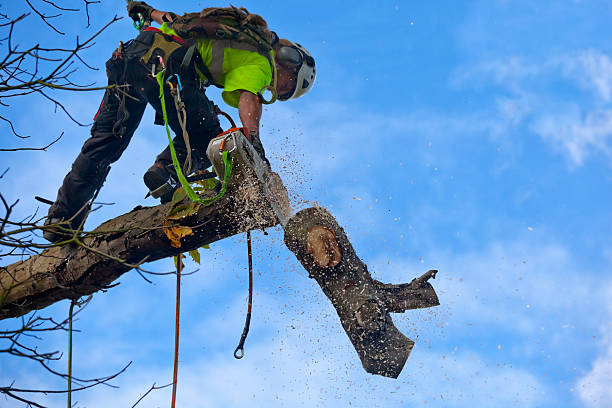 How Our Tree Care Process Works  in  Jasonville, IN