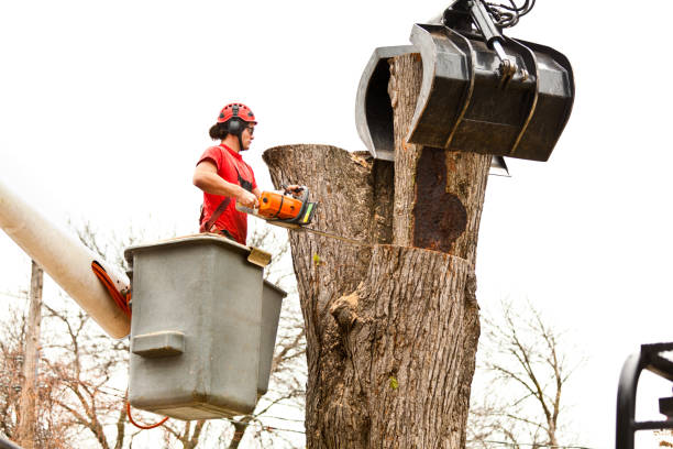 Best Emergency Tree Removal  in Jasonville, IN